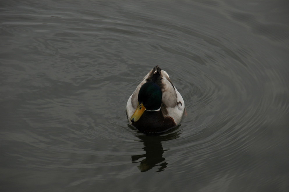 DSC_6382.JPG