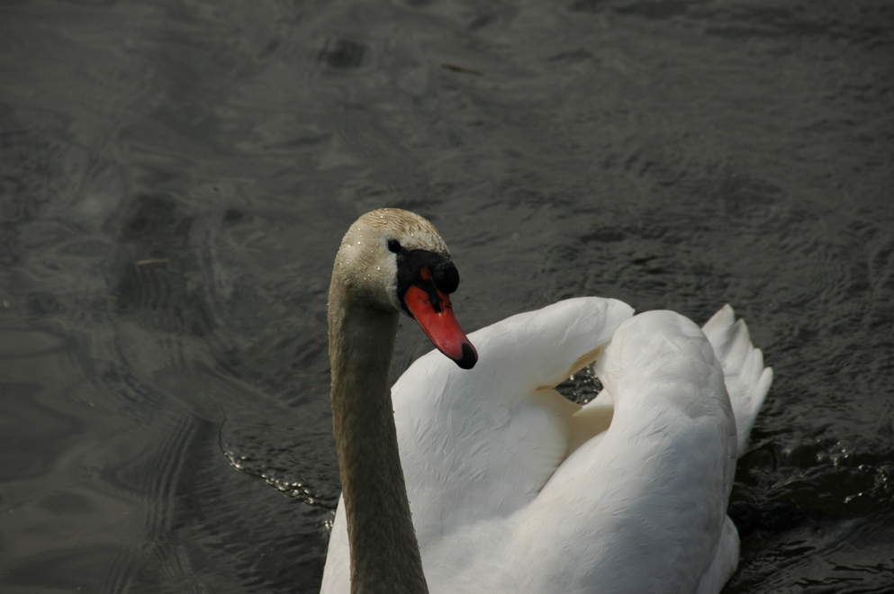 DSC_6473.JPG