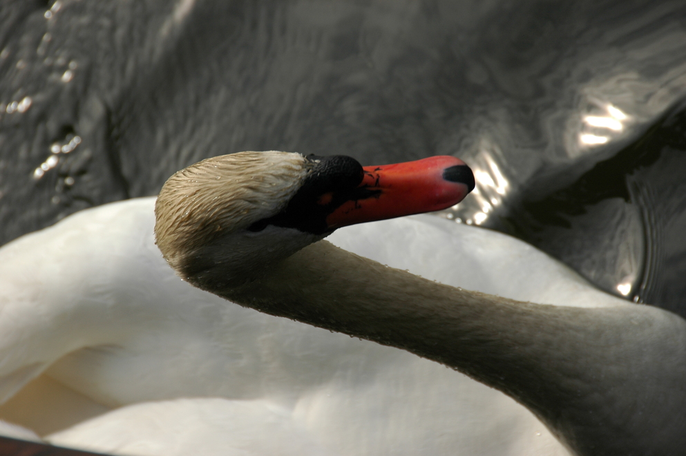 DSC_6475.JPG