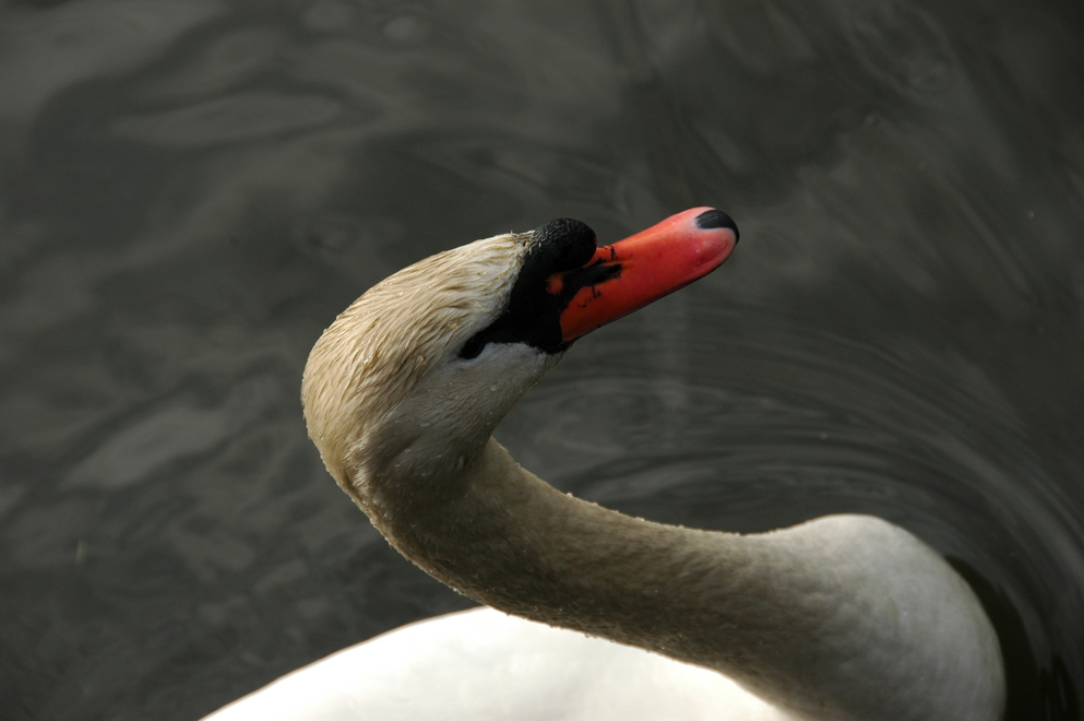 DSC_6476.JPG
