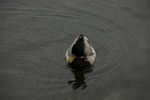 DSC_6382.JPG