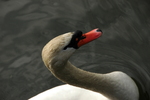 DSC_6476.JPG